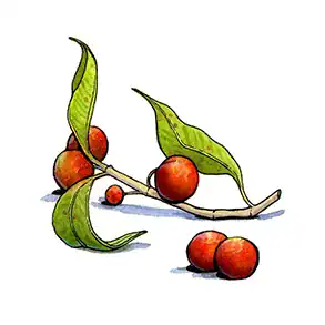Camu camu