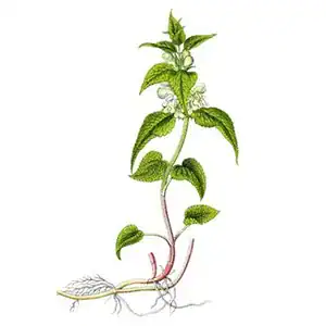 Hluchavka