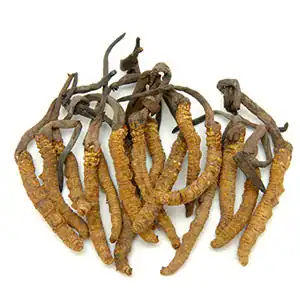 Housenice čínská