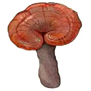 Reishi (Lesklokorka lesklá)