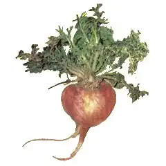 Maca peruánská