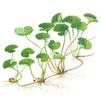 Pupečník asijský (Gotu kola)