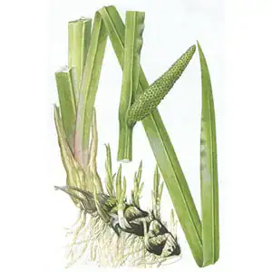 Puškvorec obecný