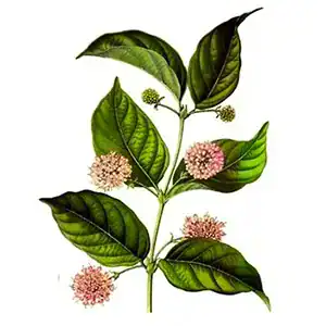 Vilcacora